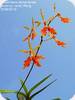 Renanthera vietnamensis